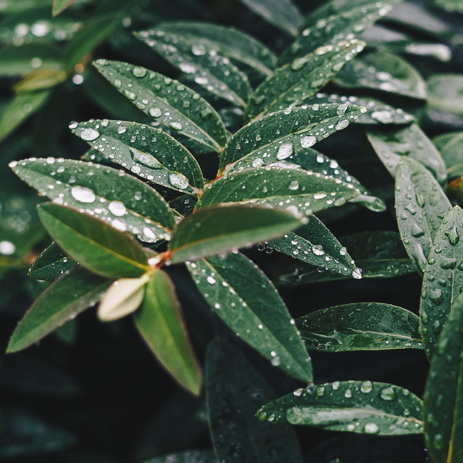 Preparing Your Sarasota Area Home for Rainy Season: A Preventative Maintenance Guide